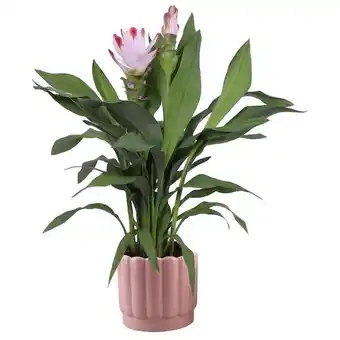 Curcuma