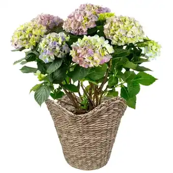 Hortensia magical