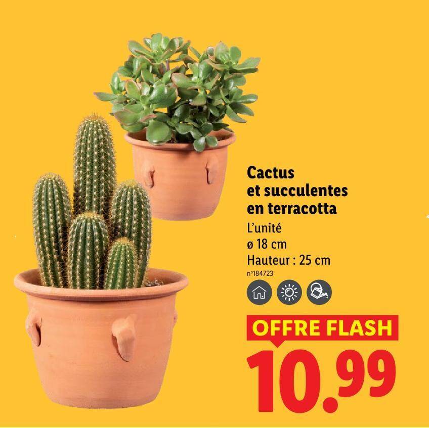 Cactus en promo chez Lidl  Prix bas juin 2026