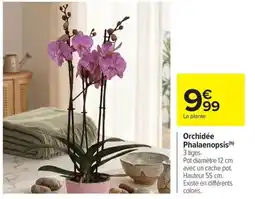 Carrefour Market Orchidée phalaenopsis offre