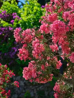 Auchan Sansmarque laurier rose offre