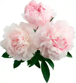 Auchan Supermarché Sans marque bouquet de 3 pivoines offre