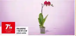 Netto Phalaenopsis 1 tige pot offre