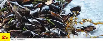 Moules d'espagne