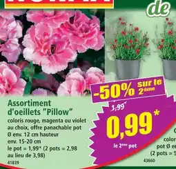 Norma Nortia assortiment d'oeillets 'pillow' offre