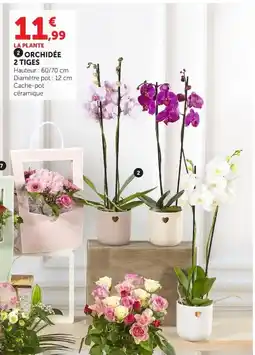 Super U 2 orchidée 2 tiges offre