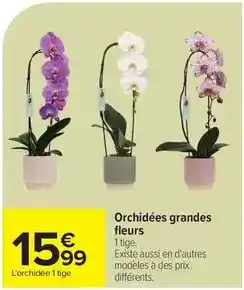 Carrefour Drive Orchidées grandes fleurs offre