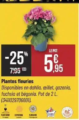 Bricorama Plantes fleuries offre