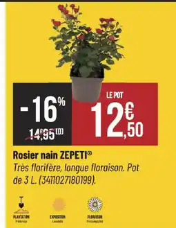 Bricorama Rosier nain zepeti offre