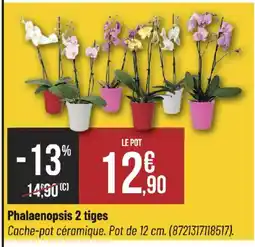 Bricorama Phalaenopsis 2 tiges offre
