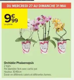 Carrefour Contact Orchidée Phalaenopsis offre
