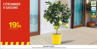 Carrefour Citronnier 4 saisons offre