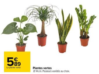 Carrefour Plantes vertes offre