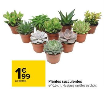 Carrefour Plantes succulentes offre