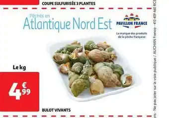 Bulot Vivants