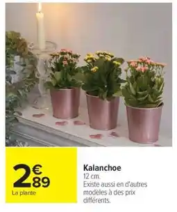 Carrefour Kalanchoé offre