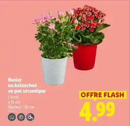 Lidl Rosier ou kalanchoé en pot céramique offre