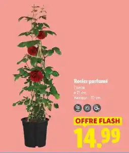 Lidl Rosier parfumé offre