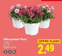 Lidl Œillet parfumé Party offre