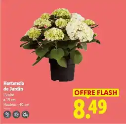 Lidl Hortensia de Jardin offre