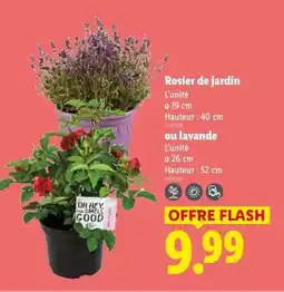 Lidl Rosier de jardin ou lavande offre