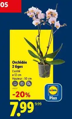 Lidl Orchidée 2 tiges offre