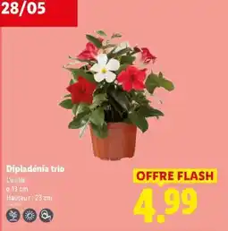 Lidl Dipladénia trio offre
