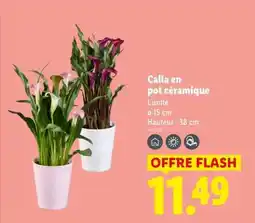 Lidl Calla en pot céramique offre