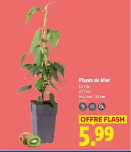 Lidl Plants de kiwi offre