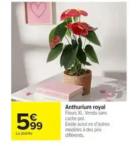 Carrefour Anthurium royal offre