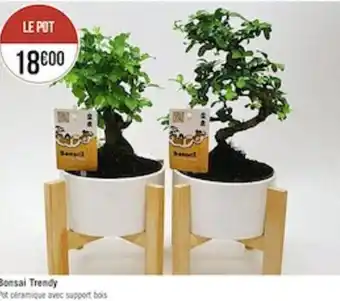 Bonsai trendy