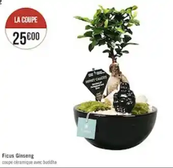 Ficus ginseng