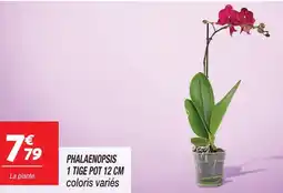 Netto Phalaenopsis 1 tige offre