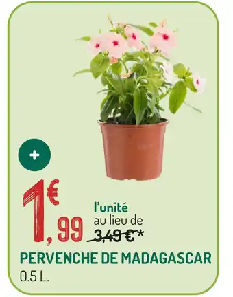Pervenche de madagascar