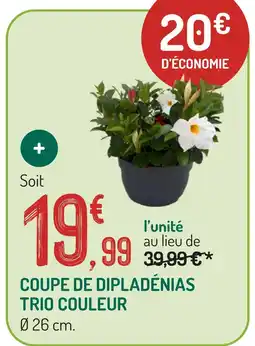 Botanic Coupe de dipladénias trio couleur offre