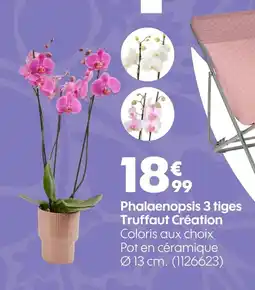 Truffaut Phalaenopsis 3 tiges Truffaut Création offre