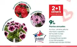 Truffaut Plantes annuelles offre