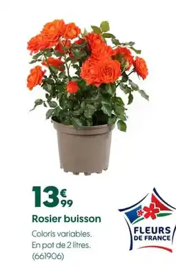 Truffaut Rosier buisson offre