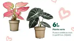 Truffaut Plante verte offre