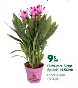 Truffaut Curcuma 'Siam Splash offre
