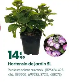Truffaut Hortensia de jardin offre