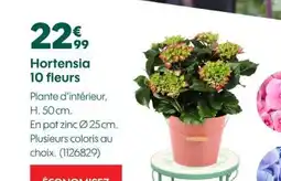 Truffaut Hortensia 10 fleurs offre