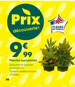 Truffaut Plantes succulentes offre
