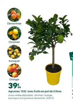 Truffaut Agrumes 'XXL' avec fruits en pot de offre