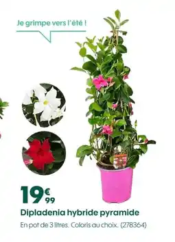 Truffaut Dipladenia hybride pyramide offre