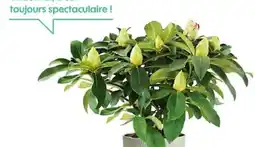 Truffaut Rhododendron 'XXL offre