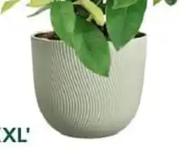 Truffaut Pot Sereh offre