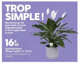 Truffaut Spathiphyllum Bingo Cupido offre