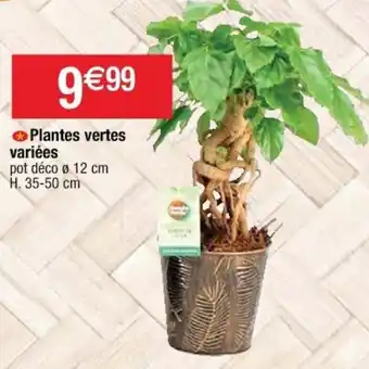 Cora x Carrefour Plantes Vertes offre