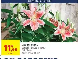 Intermarché Lys oriental offre